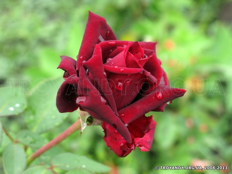 Perle Noire
